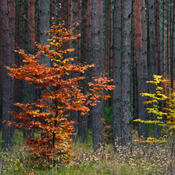 Solska Primeval Forest