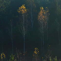 Solska Primeval Forest