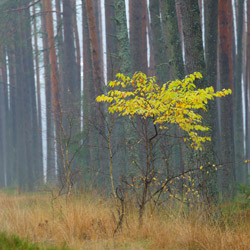 Solska Primeval Forest