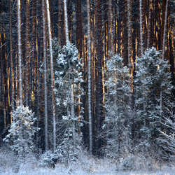 Solska Primeval Forest