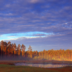 Solska Primeval Forest