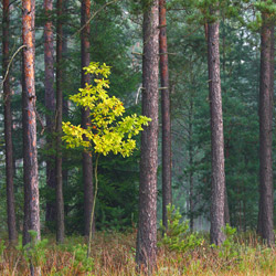 Solska Primeval Forest