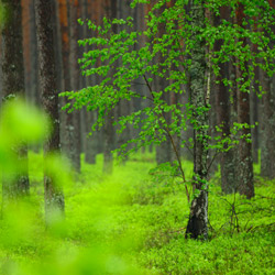 Solska Primeval Forest, Landscape Park of the Solska Primeval Forest