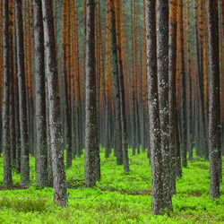 Solska Primeval Forest, Landscape Park of the Solska Primeval Forest