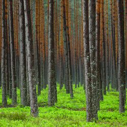 Puszcza Solska, Park Krajobrazowy Puszczy Solskiej