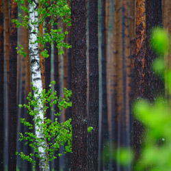 Solska Primeval Forest, Landscape Park of the Solska Primeval Forest