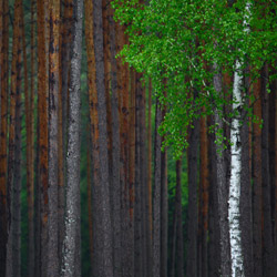 Solska Primeval Forest, Landscape Park of the Solska Primeval Forest