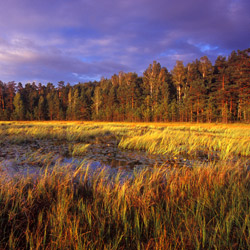 Solska Primeval Forest