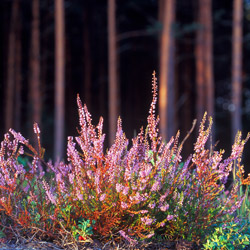 Solska Primeval Forest