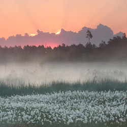 Solska Primeval Forest