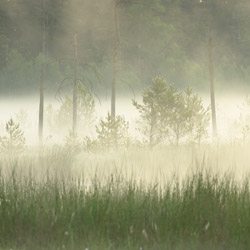 Solska Primeval Forest