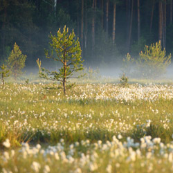 Solska Primeval Forest