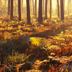 Solska Primeval Forest