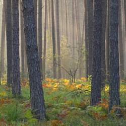 Solska Primeval Forest