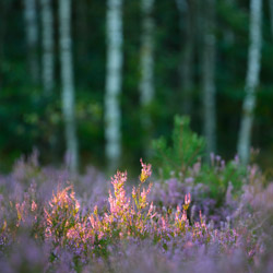 Solska Primeval Forest