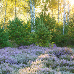 Solska Primeval Forest