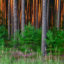 Solska Primeval Forest