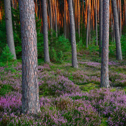 Solska Primeval Forest