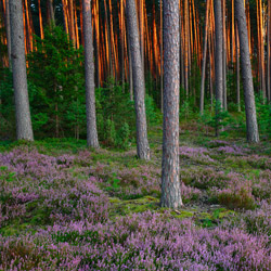 Solska Primeval Forest