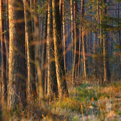 Solska Primeval Forest