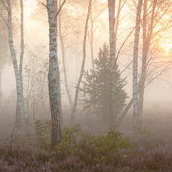 Solska Primeval Forest