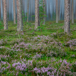 Solska Primeval Forest