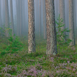 Solska Primeval Forest