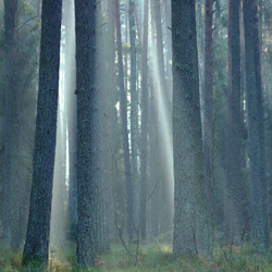 Solska Primeval Forest