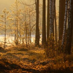 Solska Primeval Forest