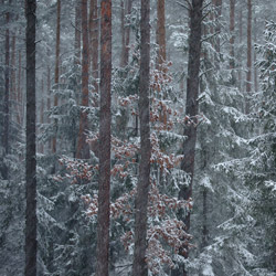 Solska Primeval Forest