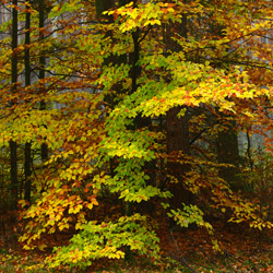 Solska Primeval Forest