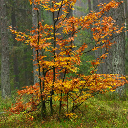 Solska Primeval Forest