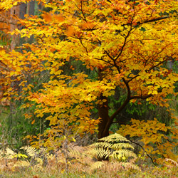 Solska Primeval Forest