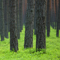 Solska Primeval Forest