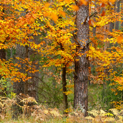 Solska Primeval Forest