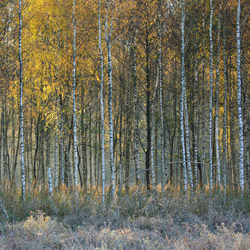 Solska Primeval Forest