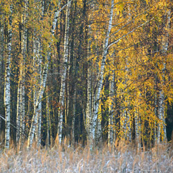 Solska Primeval Forest