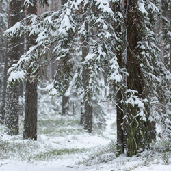 Solska Primeval Forest