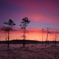 Solska Primeval Forest