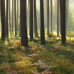 Solska Primeval Forest