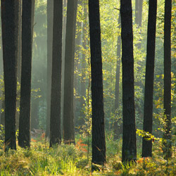 Solska Primeval Forest