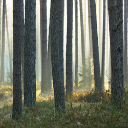 Solska Primeval Forest