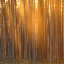 Solska Primeval Forest