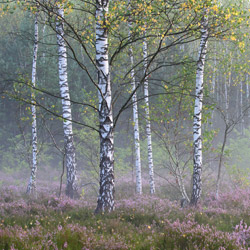 Solska Primeval Forest