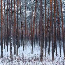 Solska Primeval Forest