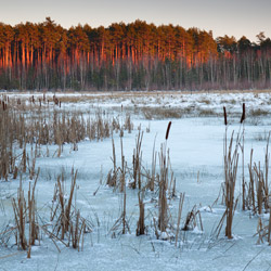 Solska Primeval Forest