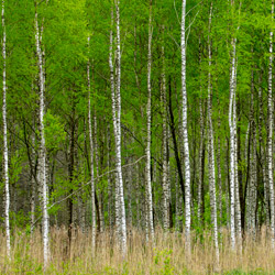 Solska Primeval Forest