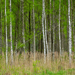 Solska Primeval Forest