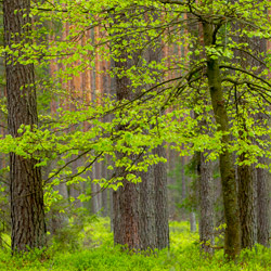 Solska Primeval Forest