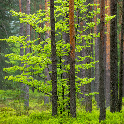 Solska Primeval Forest